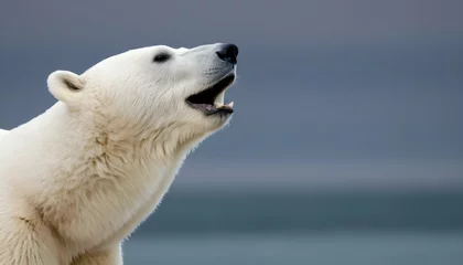 Fotobehang A Polar Bear With Its Head Raised Scenting The Wi © shazia