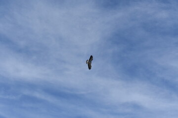 ave volando en el cielo celeste 