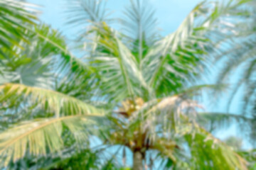 blur coconut palm leaf tree for background