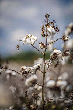 A cotton field near Snow Hill