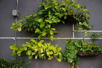 Hanging pots filled with ornamental plants called Sirih Gading or Devil's Ivy decorate the grey walls.