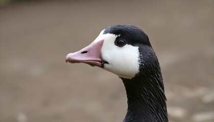 A Goose With Its Head Tilted To One Side In Curios