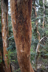 árbol de frente de color característicos en el fondo mas arboles con ramas de color verde