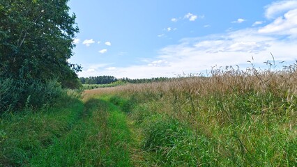 Obraz premium Branches of alder and wild apple trees lean over the dirt road and the edge of an agricultural field with ears of ripe rye. A mixed forest grows along the edges of the field Summer sunny weather