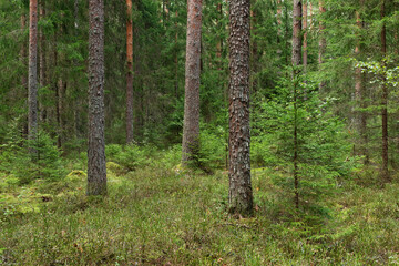 A mature coniferous natural forest on a late summer day in Estonia, Northern Europe
