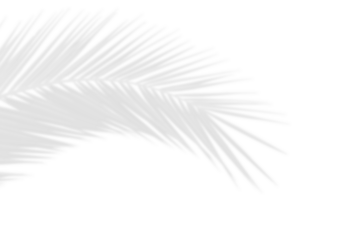 Nature palm leaf shadow isolated on white background