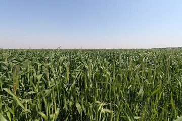 Fototapeta na wymiar wheat crop in iraqi agricultural lands with blue sky 