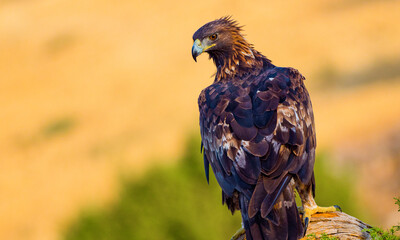Golden Eagle, Aquila chrysaetos, Mediterranean Forest, Castile Leon, Spain, Europe