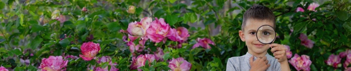 Fototapeta premium A happy child is looking into a magnifying glass, enjoying a sunny day in summer.