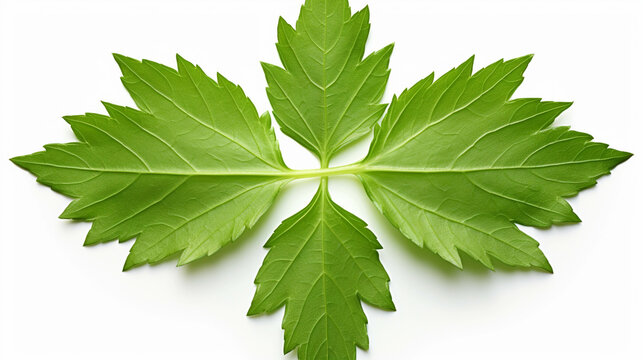 green leaf isolated on white   high definition(hd) photographic creative image