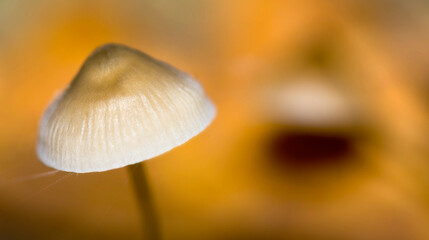 Wild Mushroom, Sierra de Guadarrama National Park, Segovia, Castile Leon, Spain, Europe