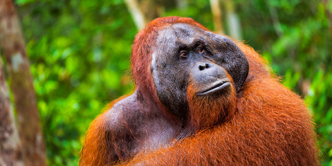 Orangutan, Pongo pygmaeus, Tanjung Puting National Park, Kalimantan, Borneo, Indonesia