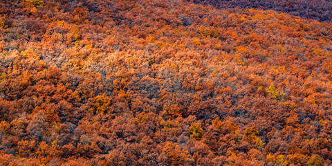 Hayedo de la Pedrosa Natural Protected Area, Beech Forest Autumn Season, Fagus sylvatica, Riofrío de Riaza, Segovia, Castilla y León, Spain, Europe