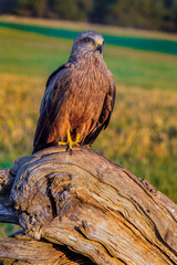 Black Kite, Milvus migrans, Agricultural Fields, Castilla y Leon, Spain, Europe