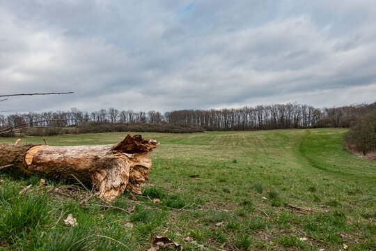 A large meadow with an old tree