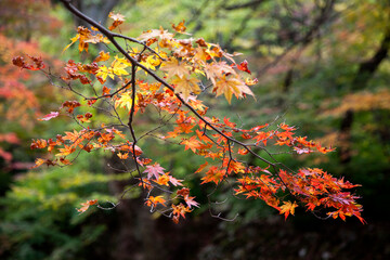 View of the yellow and red maple branches against the green forest