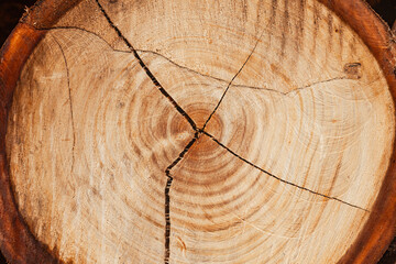 Texture of a cut tree with annual rings.