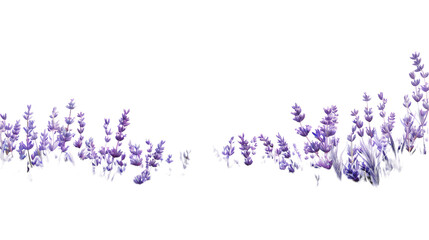 Lavender Cotton on Transparent Background PNG