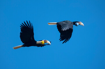 A hornbill is flying in the blue sky (Wreathed Hornbill) - 758752607