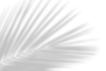 Natural palm leaf shadow isolated on white background