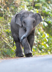 Family of Asian elephants in the wild - 758752654