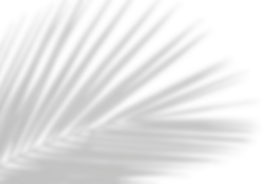 Natural palm leaf shadow isolated on white background