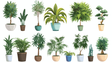 Home bush plant in pot culture on white background