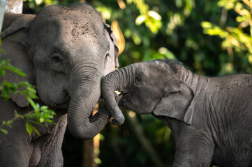 Fototapeta premium Family of Asian elephants in the wild