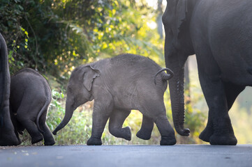 Family of Asian elephants in the wild - 758752864