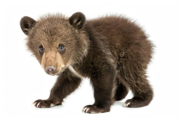 A cute Tian Shan bear cub with white claws on a white background - obrazy, fototapety, plakaty