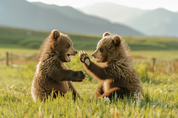 Two adorable Tian Shan bear cubs with white claws play in the grass