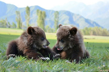 Two adorable Tian Shan bear cubs with white claws play in the grass