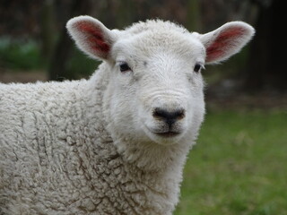 Naklejka na ściany i meble A lamb looking at the camera, a sheep