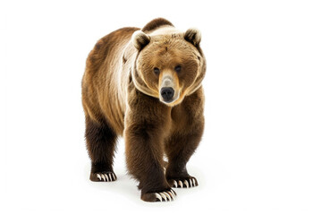 A majestic Tian Shan bear with white claws on a white background