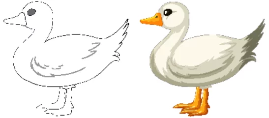 Fotobehang Vector transition from line art to colored duck © GraphicsRF