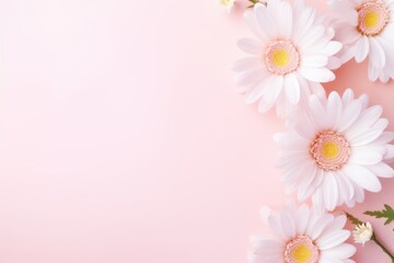 Fototapeta premium Delicate Daisy Flowers on Soft Pink Background for Serene Design with Copy Space