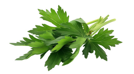 Lovage on Transparent Background PNG