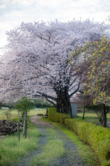 桜満開