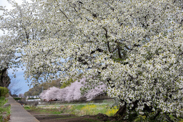 桜満開