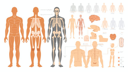 Vector design of body and human icon