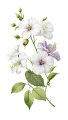 Fototapeta premium white flowers
