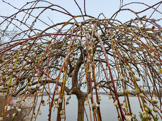willow, shelyuga, Furry Catkins of willow close-up. March scene outdoors. Spring bloom of wild willows. Early spring nature. March. Willow on a branch, blooming willow in the spring park.