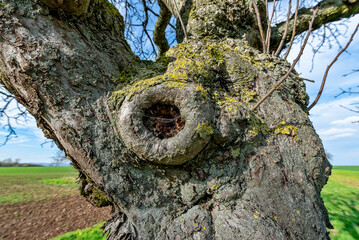 Nahaufnahme eines  überwucherten, runden Astlochs im Baumstamm eines Apfelbaums