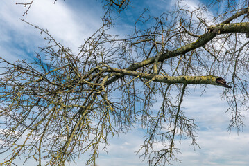 Ein durch Sturm oder Verwitterung abgebrochener Ast hat sich im Geäst eines Baumes verheddert