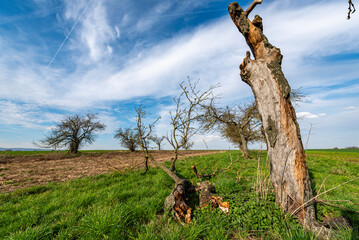 Gebleichter und verwitterter Baumstamm eines abgestorbenen Apfelbaums auf einer Streuobstwiese im Frühling bei sonnigem Wetter