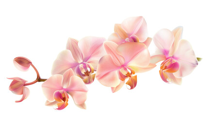 Orchid on Transparent Background PNG