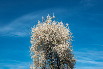 Ein einzelner weiß blühender Kirschbaum ragt mit seiner Baumkrone in den blauen, leicht bewölkten Himmel