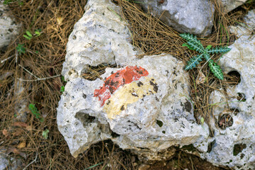 Close-up of rock with red and white marking, surrounded by fallen leaves and branches in forest. Lycian Way, Turkey