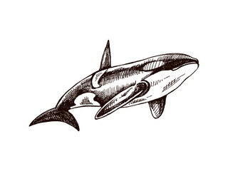 Hand-drawn killer whale. Vector sketch illustration. Sea collection. Engraved illustrations isolated on white background. Realistic sketches. © Mariia Mazaeva