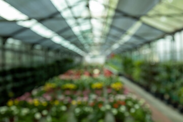 Blurred image of greenhouse room with indoor plants.